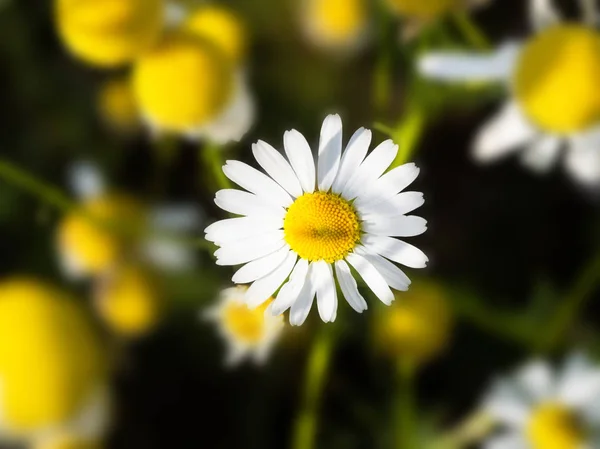 Bloeiende Gebied Van Kamille Bloemen Met Een Kamille Focus Close — Stockfoto