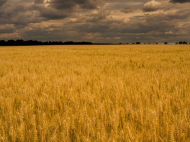 Sarı hasat tahıl fırtınalı gökyüzü altında. Altın buğday tarlası. Tarım peyzaj