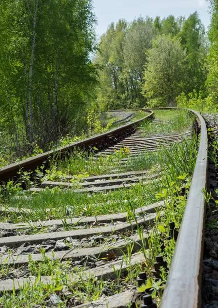 Terk Edilmiş Tren Çim Ile Büyümüş Sarma Ağaçları Arasında Terk — Stok fotoğraf