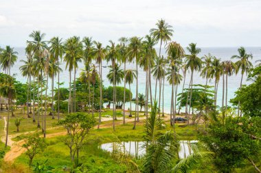 Andaman Denizi kıyı ile palmiye ağaçları, Doğa Manzaralı