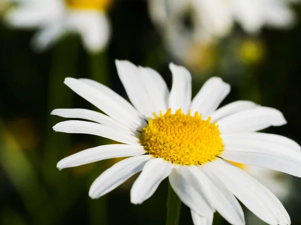 Detailní Záběr Záběr Sedmikráska Květ Pole Makro Lékařské Byliny Heřmánek — Stock fotografie