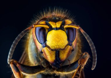 Yüz siyah arka plan, aşırı üzerine Avrupa Hornet (Vespa) yakından