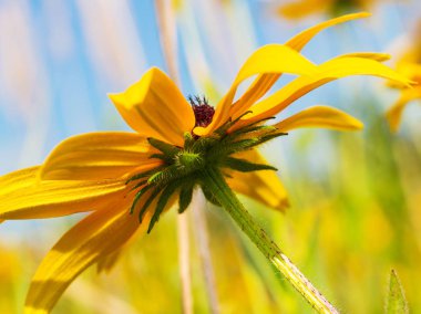 Rudbeckia (Rudbeckia hirta) atış kadar yakın, görünümü alt