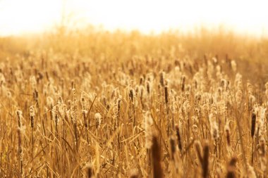 Bulrush geç sonbaharda altın sarısı renkler, arka plan günbatımında tarih alanının