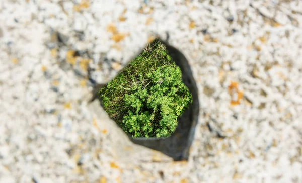 看着绿草穿过混凝土板洞 集中在草地上 — 图库照片