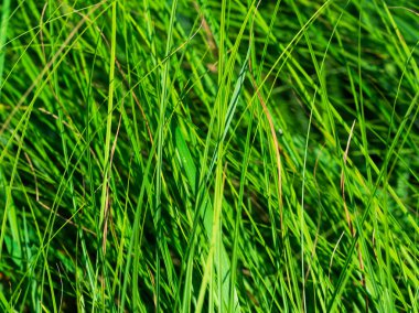 Güneş ışığı, doku ve doğal arka plan kavramı taze yeşil çim yakın çekim