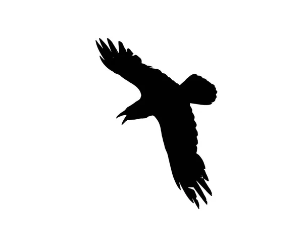 Silueta Negra Cuervo Volador Aislado Blanco — Foto de Stock