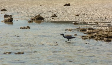 Sahil şeridi üzerinde düşük gelgit sırasında küçük mavi balıkçıl avcılık