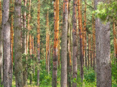Yaz iğne yapraklı orman manzara. Çam mayo arka plan