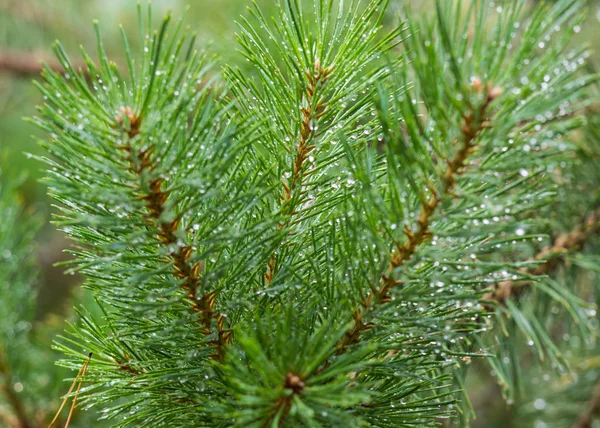 Evergreen pine tree branches with rain drops. Fir-tree with dew, conifer, spruce macro