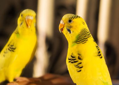 Sarı dalgalı papağan (Melopsittacus undulatus) portre, makro, yansıması seyir ayna önünde oturma kadın yakın çekim