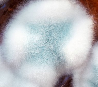 Mikroorganizmaların koloniler. Reçel üzerinde kalıp. Makro vurdu. Üstten görünüm