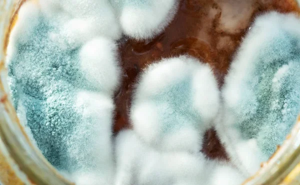 果酱表面 顶部生长的霉菌 — 图库照片