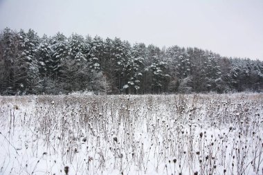 Kış orman alanının arkasında. Çam ağaçları, huş karda
