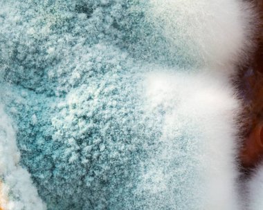 Mantar (aspergillus) reçel, makro çekim görüntülemek yukarıdan