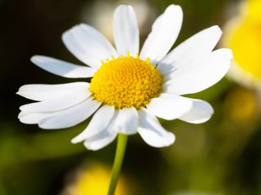 Papatya çiçek kafa güneşte görüntüsünü kapatın. Tıbbi bitki