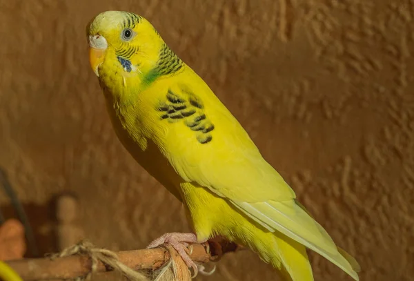 Yellow Budgeriga Melopsittacus Undulatus Female Seating Branch — Stock Photo, Image