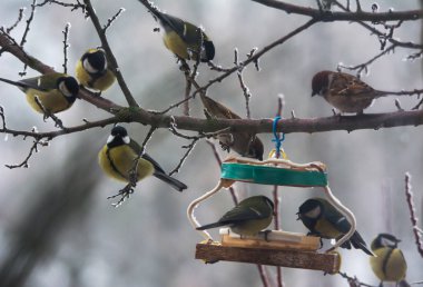 Tomtits ve serçe kuş besleyici yakınındaki dalı. Çok aç kuşlar tohum ve ağaç üzerinde Besleyici yemek