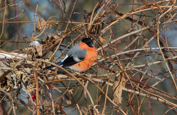 Eurasie Bullfinch Mâle Assis Sur Viburnum Branche Brousse Gros Plan — Photo