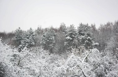 Kış orman (çam, köknar, huş) karla kaplı. Güzel kış manzarası