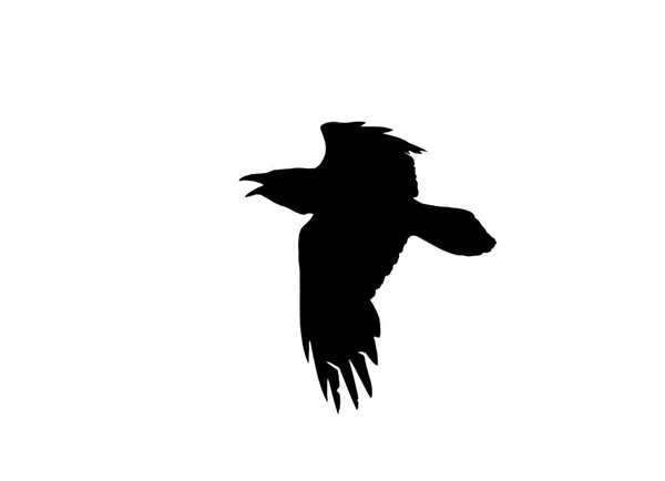 Silhouette Flying Crow Isolated White — Stock Photo, Image