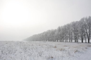 Soğuk kış alanında Oaks'da satırı