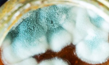 Kalıp (aspergillus) reçel, üstten görünüm üzerinde makro çekim