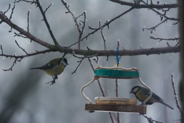 Tomtits yakınındaki bir kuş besleyici dalı yakın çekim