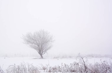 Yalnız Ağaç Kış sis alanında