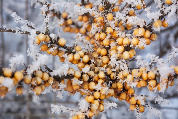 Buzlu Deniz topalak şube, iğde, makro üzerinde