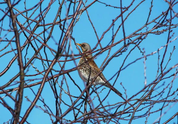 Kramsvogel Onder Takken Zonder Bladeren Heldere Blauwe Hemelachtergrond Zonnig Weer — Stockfoto