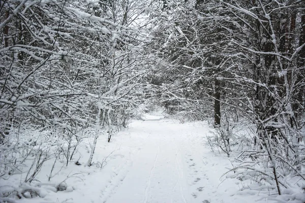 Path in winter forest. Trees are covered with snow. Cold and frosty weather