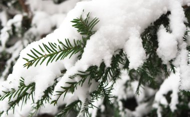 Atış karda orman kapsadığı Noel ağacı iğne kadar kapatın