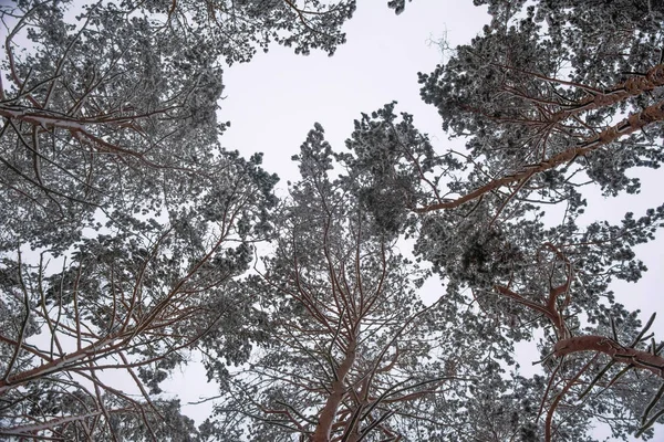 Tall pine trees covered with snow, bottom view