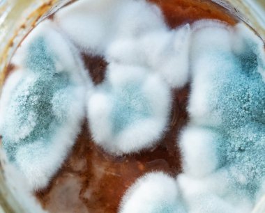 Mikrobiyoloji. Büyüme aspergilloz Aspergillus flavus reçel yüzey, makro, üstten görünüm