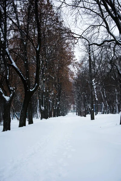 Тропа Парке Рядами Деревьев Зимой — стоковое фото