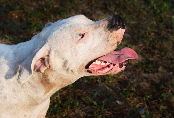 Tátott Szájjal Profil Közelről Dog Fej — Stock Fotó