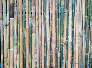 yeşil ve kahverengi renk, doku, doğal desen, bambu duvarına yakın çekim