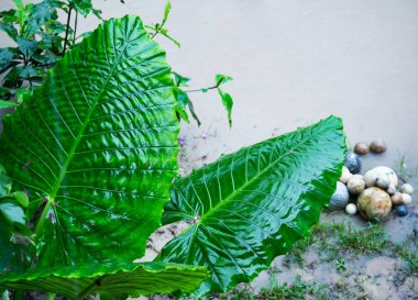 Yağmur, üstten görünüm sonra fil kulak (Alocasia Odora). Büyük tropikal ıslak yapraklar