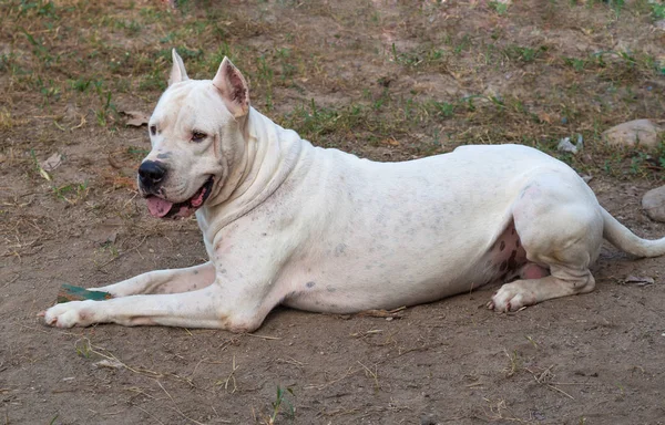 Dogo Argentino Κοίλο Αυτιά Κείτονταν Στο Έδαφος — Φωτογραφία Αρχείου