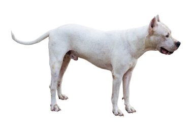 Dogo Argentino köpek ayakta beyaz izole profil