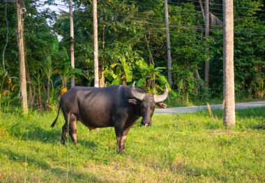 Boynuzlu manda yağmur ormanlarında sunset Bulvarında Tayland'da otlatılması.