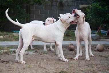 Açık havada yardin yazın oynayan üç Dogo Argentino köpekleri