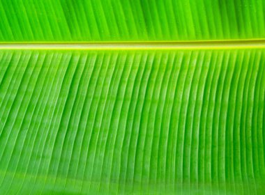 Muz Yaprak doku doğal arka plan olarak kapatın. Yatay