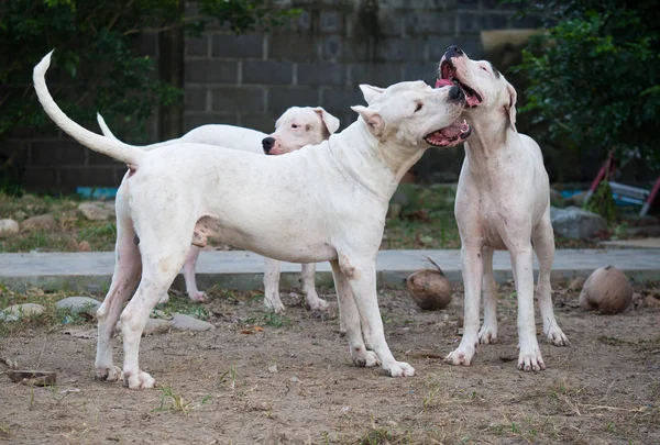 Három Dog Kutya Játék Szabadban Yardin Nyár — Stock Fotó