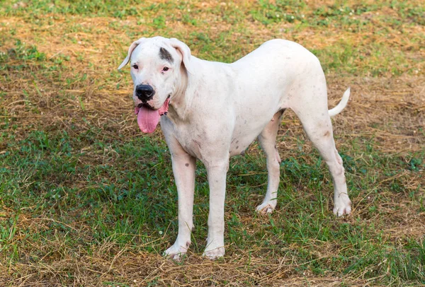Young Dogo Argentino Dog Standing Green Grass — Stock Photo, Image