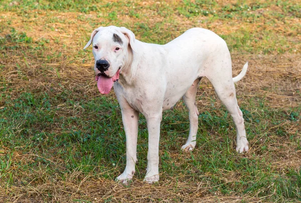 Genç Dogo Argentino köpek ayakta yeşil çimenlerin üzerinde