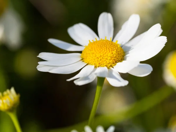 Heřmánkový Květ Slunečním Světle Makro Snímek Lékařské Byliny — Stock fotografie
