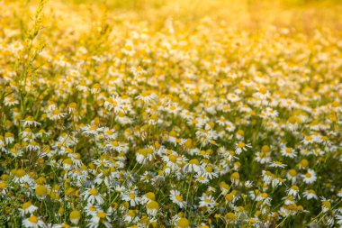 Güneş, papatya ot sahasında güzel chamomiles