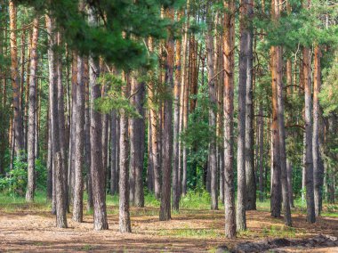 Çam ormanı güneş ışığı altında pinery, çam ormanı, çam ağacı, peri orman. Orman manzara